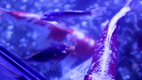 koi fish in aquarium