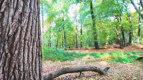 Zeitlupe-Im-Herbstwald