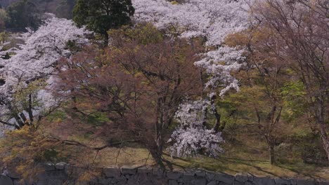 Sakura-An-Der-Gartenmauer-Von-Hikone-Castle