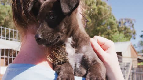 Dog-in-a-shelter-with-volunteer