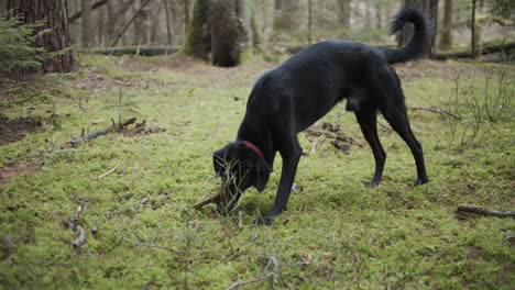 Cámara-Lenta:-Perro-Negro-Mastica-Palo-En-El-Bosque