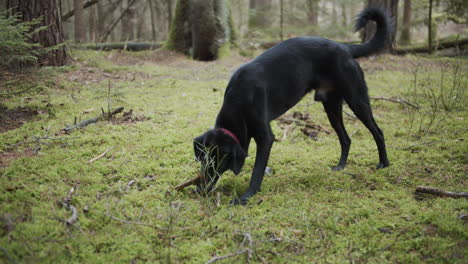 cámara lenta: perro negro mastica palo en el bosque