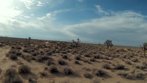 Flying-backwards-through-the-Mojave-Desert-landscape-the-between-branches-of-Joshua-trees---unique-aerial-perspective