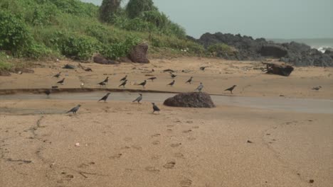 Pequeña-Bandada-De-Pájaros-Negros-Descansando-En-La-Arena-En-Una-Playa-Rocosa-Con-Hierba-Verde-En-El-Fondo