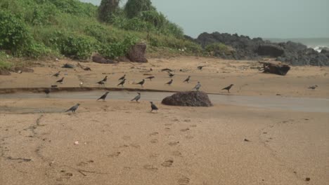 pequeña bandada de pájaros negros descansando en la arena en una playa rocosa con hierba verde en el fondo