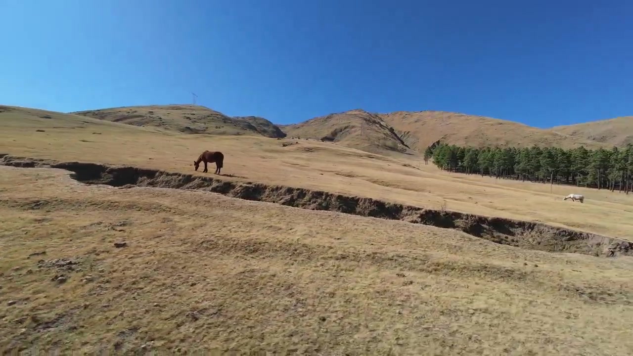 Cavallo al pascolo su colline aride a Tafí del Valle, Tucumán, sotto un cielo azzurro limpido, drone FPV in orbita e ascesa sopra un paesaggio arido.
