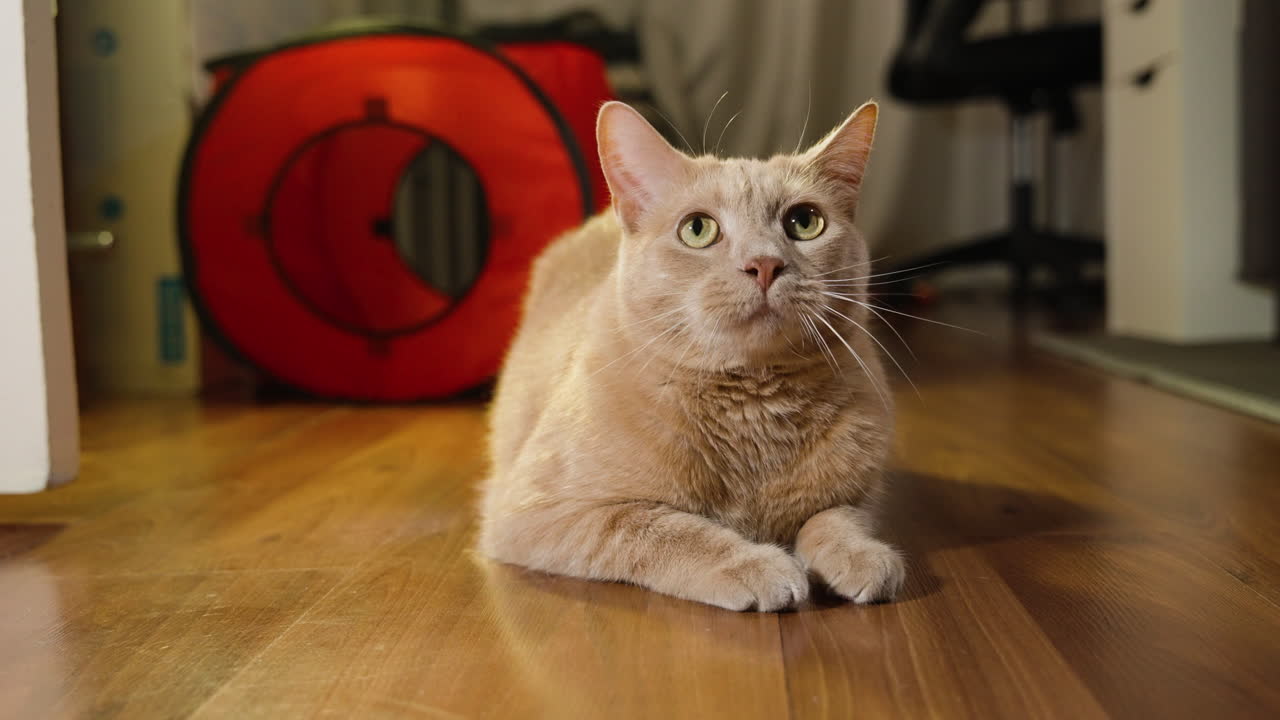 Beautiful tan and white fur cat sits on hardwood floor staring gazing around room
