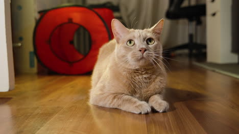 hermoso gato de piel marrón y blanco se sienta en el piso de madera fija mirando alrededor de la habitación