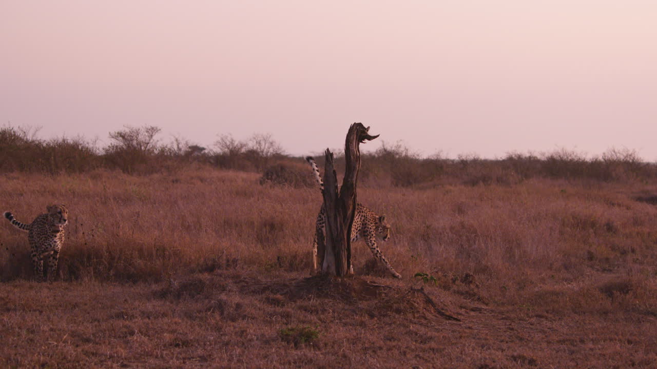 Extreme wide shot of a cheetah smelling a tree after scent marking