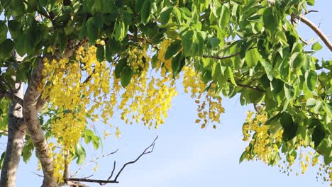 yellow flowers swaying on a tree