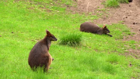 Sitting-on--the-ground-and-resting