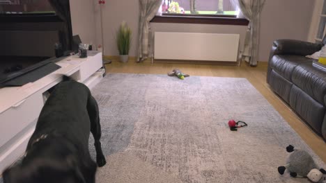 close-up shot of a black labrador sitting and fetching a dog toy