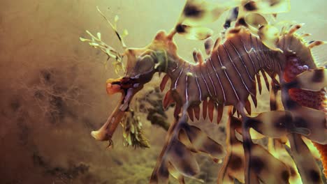 leafy sea dragon with eggs macro close ups 4k slow motion