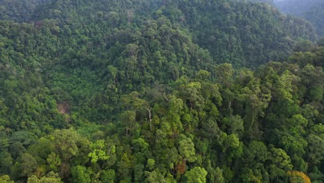 aerial shot flying fast above ridge in the rainforest of gunung leuser national park, the tropical rainforest heritage of sumatra, indonesia