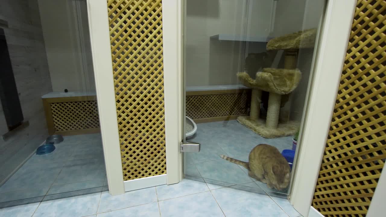 애완동물 호텔의 고양이