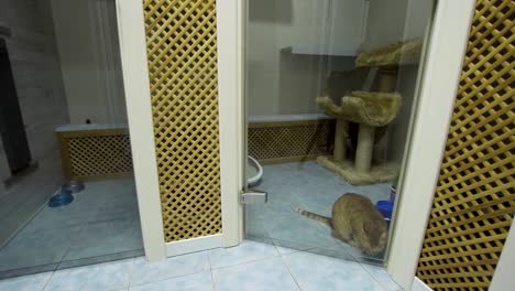 gato en el hotel de mascotas
