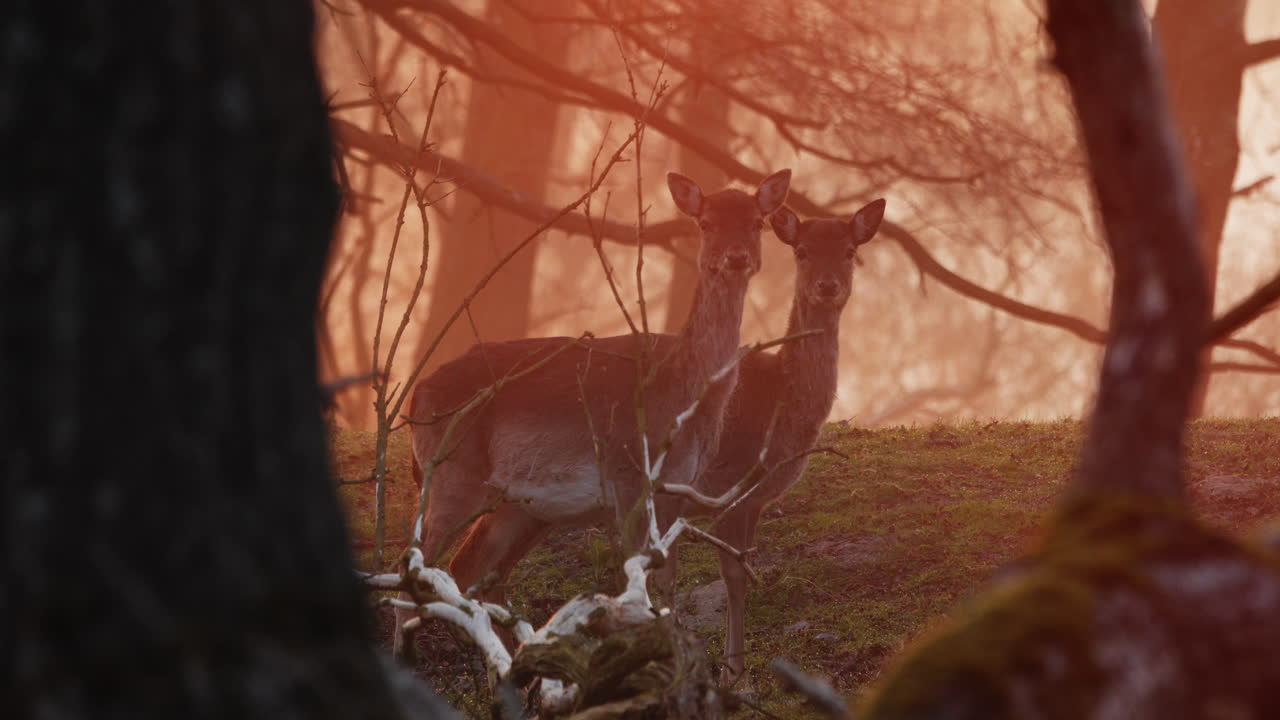 par de ciervos en barbecho parados en el bosque al amanecer
