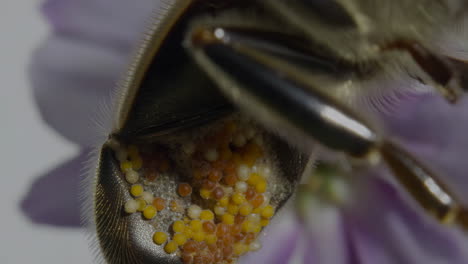 close-up of a bee's pollen basket