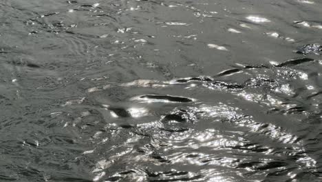 sun shining on the water in a lagoon in milnerton, near cape town, south africa.