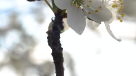 Pedestal-rising-along-a-twig-to-reveal-a-clump-of-white-delicate-flowers-with-numerous-stamens