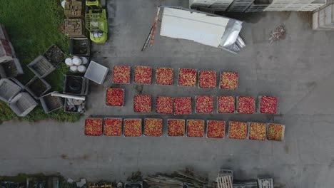 Arial-shot-decending-down-on-Apple-Orchard-Bins-from-above