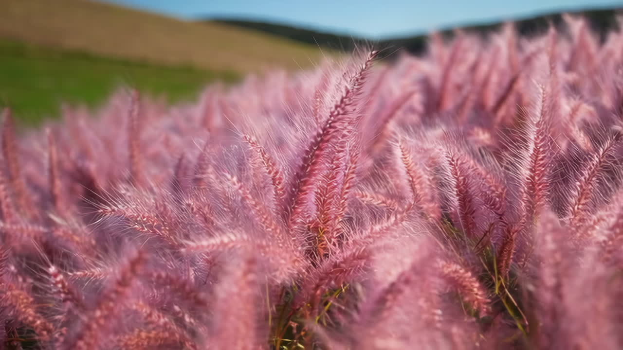 Field of Pink Feathery Grass in Nature