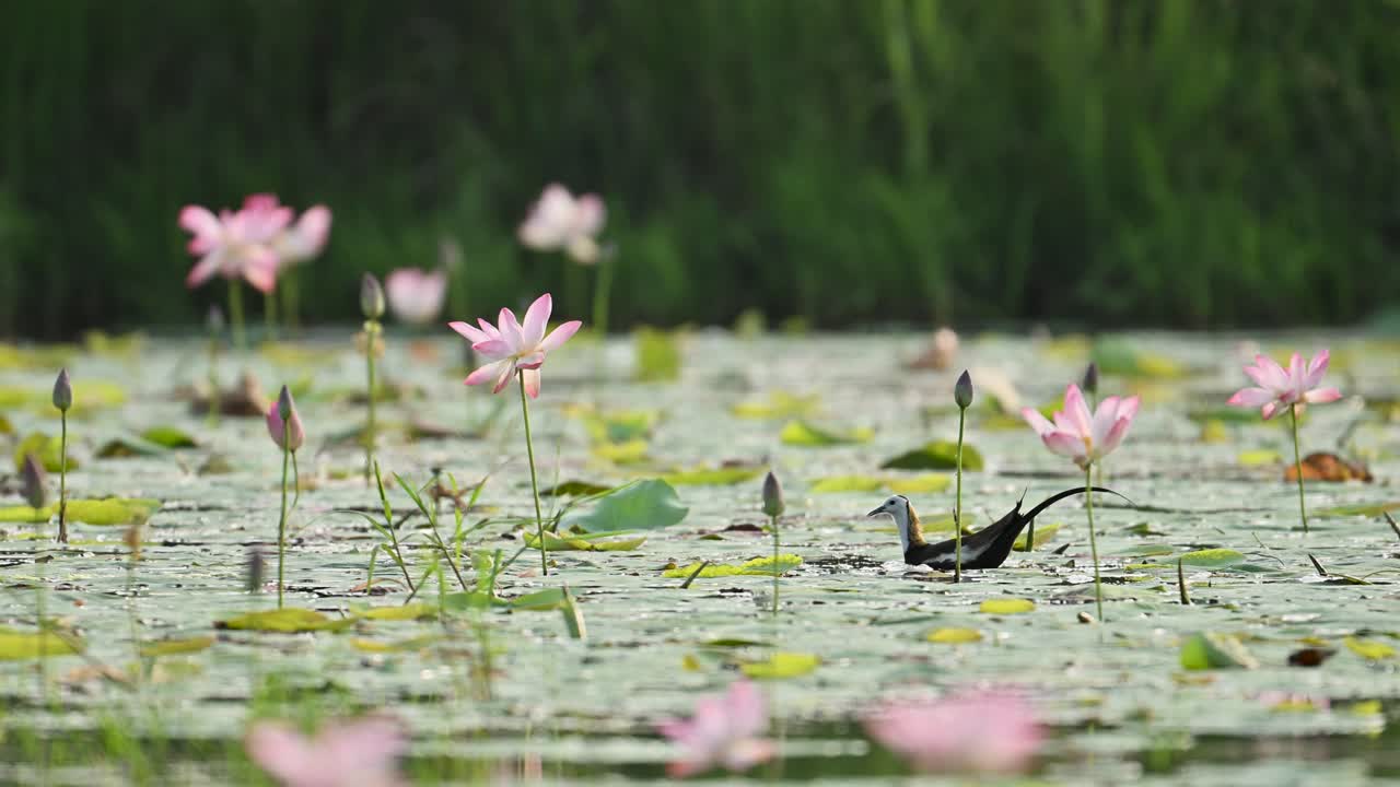 Pheasant-tailed Jacana feeds gently among blooming pink lily flowers, beautifully backlit by natural morning light