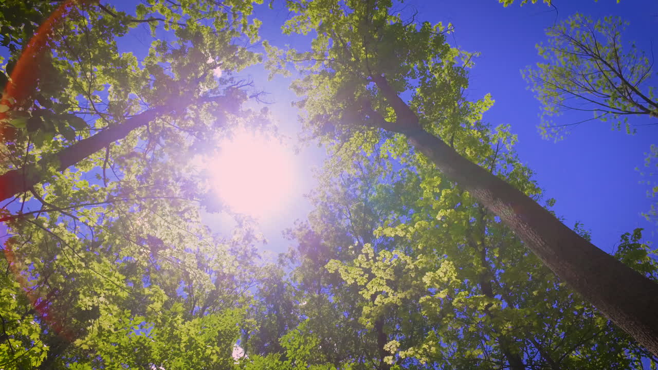 Sun shining through tall treetops in a forest