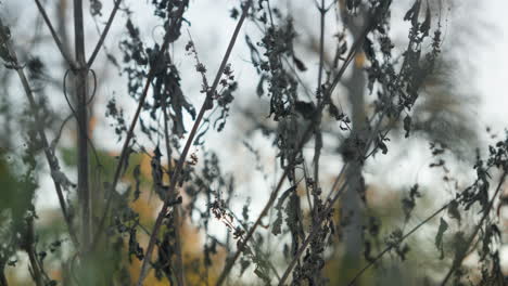 Plants-and-foliage-that-have-wilted-and-died-in-nature-during-winter-season