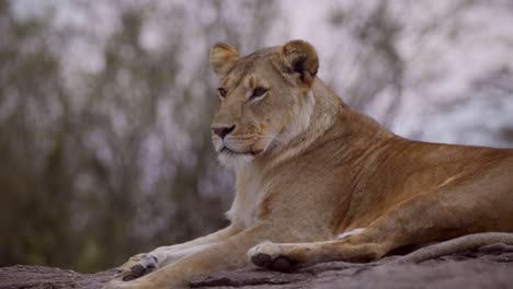 lioness resting on rock 07