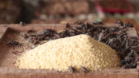 Macro-Footage-of-Crickets-Eating-Their-Food-That-Farmer-Feed-Them