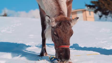 reindeer that eat moss from the snowy ground