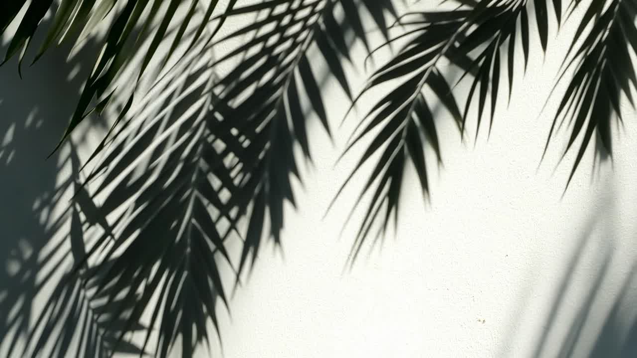 Top-down video angle capturing palm leaf shadows on a white wall, creating a serene, tropical