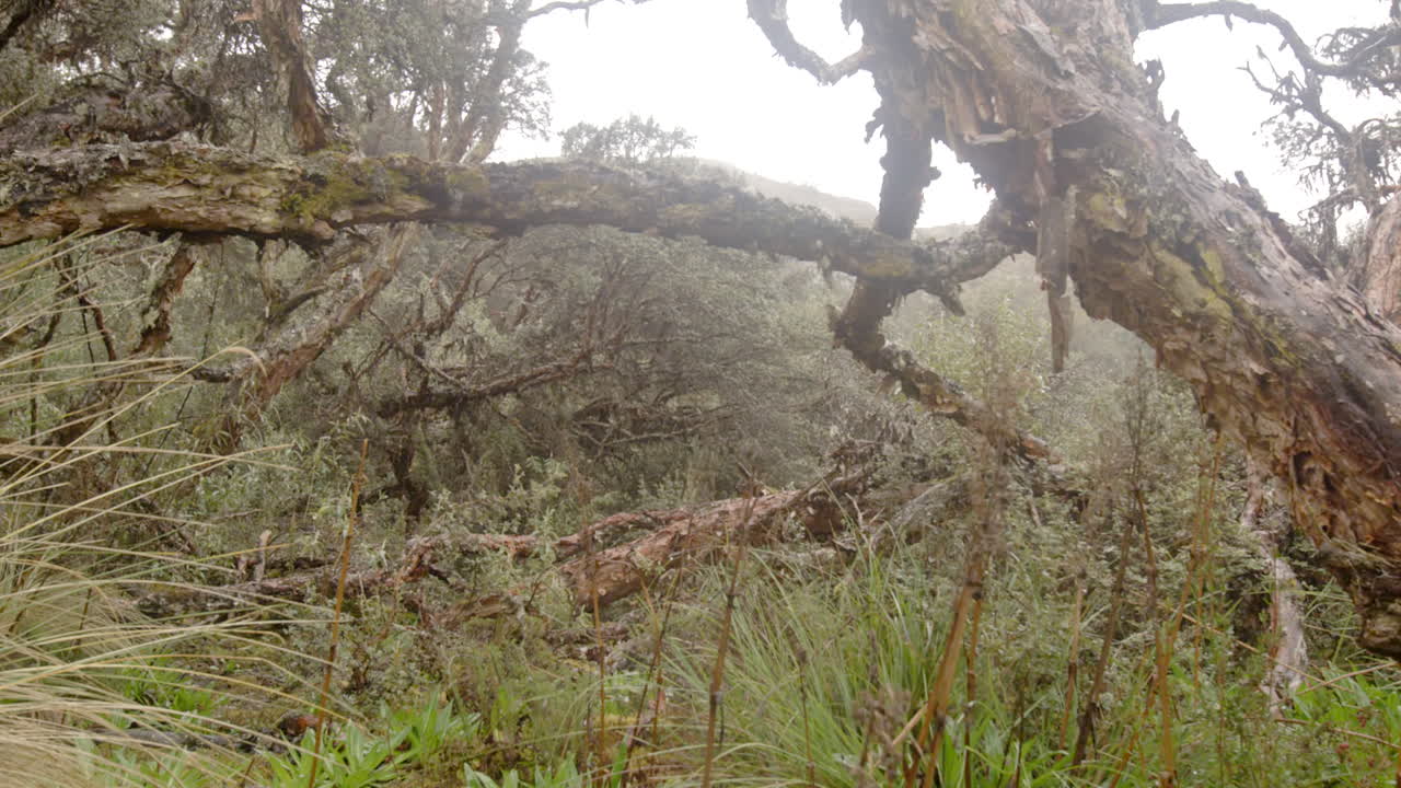 구름 숲과 초목, 와이드 샷