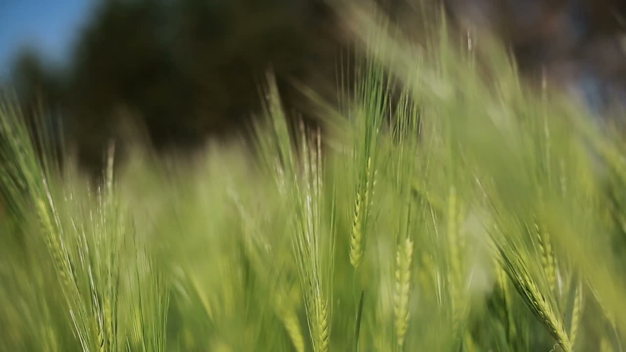 Wheat Stalks Blow In The Wind. Ears of green wheat blow on the wind