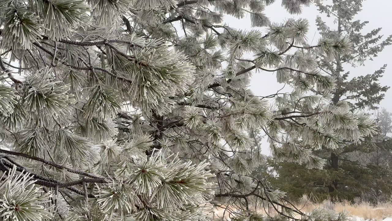 Frozen forest trees dancing softly in the cold