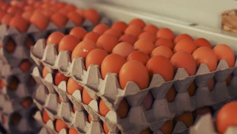 eggs cartons moving on the production line