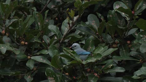 Tangara-Gris-Azul-Comiendo-Fruta-De-Una-Rama