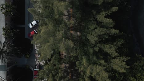 Drone-top-view-of-the-highway-with-dense-pine-trees