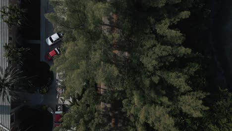 drone top view of the highway with dense pine trees