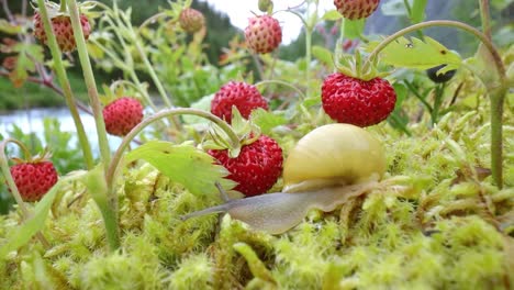 Schnecke-Kriecht-Langsam-Entlang-Der-Super-Makro-Nahaufnahme