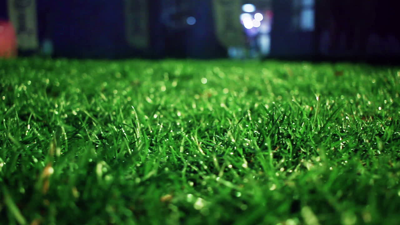 소나무 가지. 소나무 바늘. 아침 빛에 녹색 소나무 가지. 클로즈업