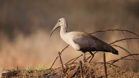 perfil lateral de hadeda ibis de pie sobre una colina de tierra con un fondo borroso