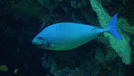 unicornfish changing color on tropical coral reef