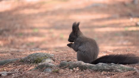 eurasian gray squirrel eating pine nut sitting by the tree root with fallen leaves and needles - back view