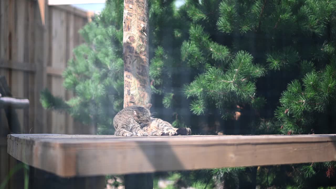 스코틀랜드 살쾡이