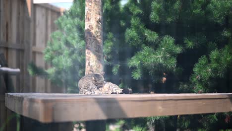 scottish wildcat resting on wooden board in wilderness during sunny day and cleaning fur