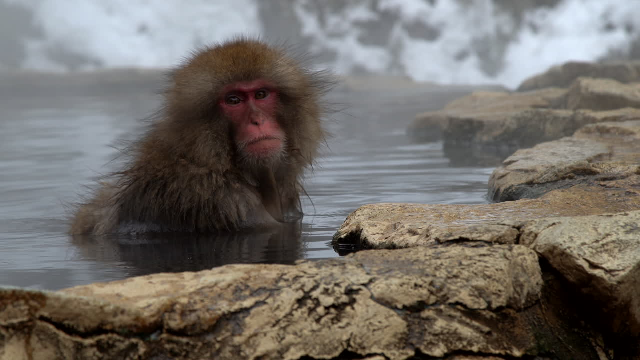 Et detaljeret nærbillede af en snesabe med lukkede øjne, der fredeligt ligger i blød i den geotermiske varme kilde i Jigokudani Abepark. Filmet i Nagano, Japan.