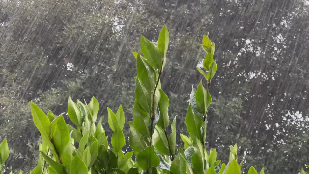 A clip of a heavy rain