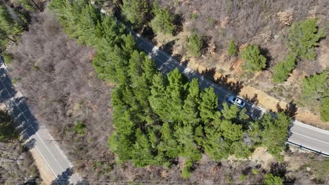 Car-driving-through-road-with-pine-trees-on-the-side